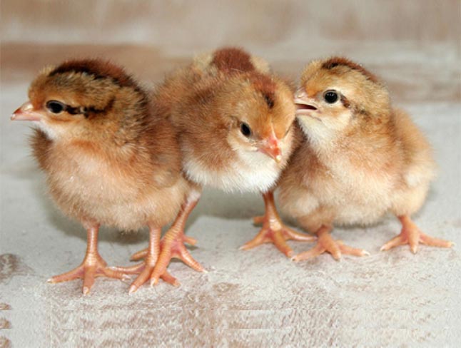 Cách chăm sóc gà con mới nở